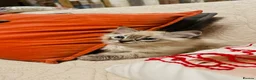 Ragdoll cats for sale: Pure Ragdoll Seal/blue point Lynx kittens - Advert 11