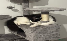 Ragdoll cats for sale: Teddy - Image 4