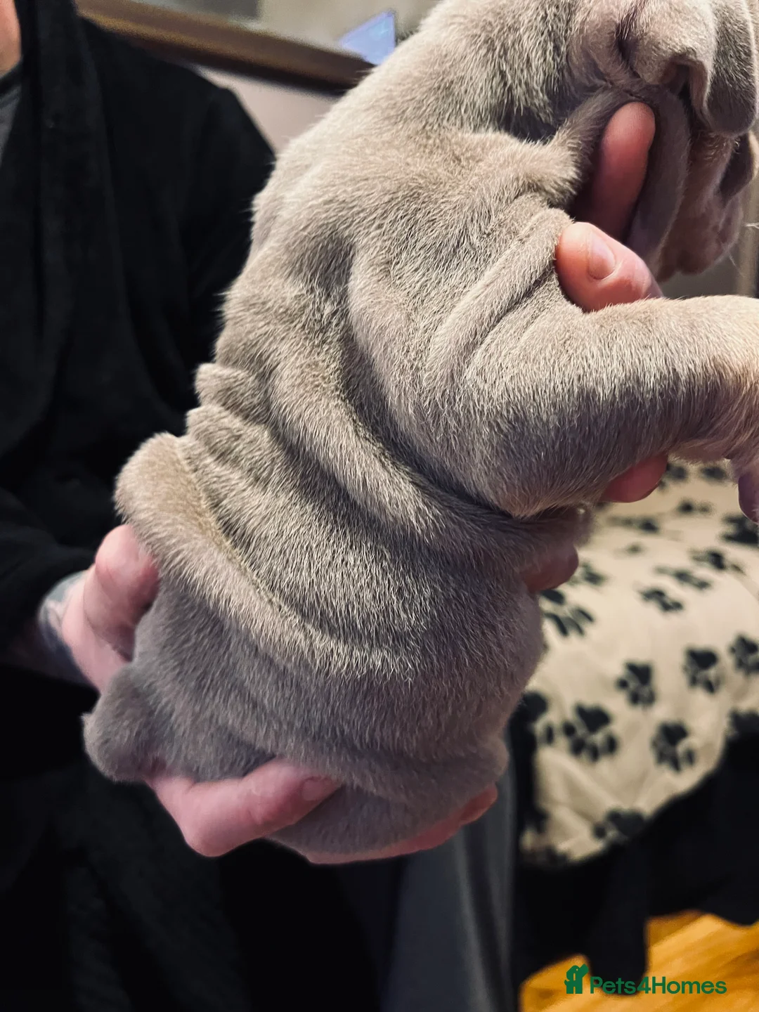 English Bulldog dogs for sale: Beautiful English bulldog pup - Advert 8