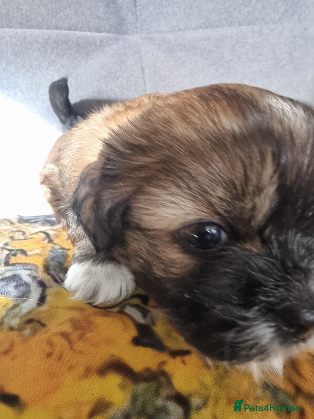 Shih Tzu dogs for sale: Shihtzu pupies. - Image 10
