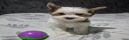 Yorkshire Terrier dogs for sale: 4 Adorable Yorkshire terrier pups  - Advert 6