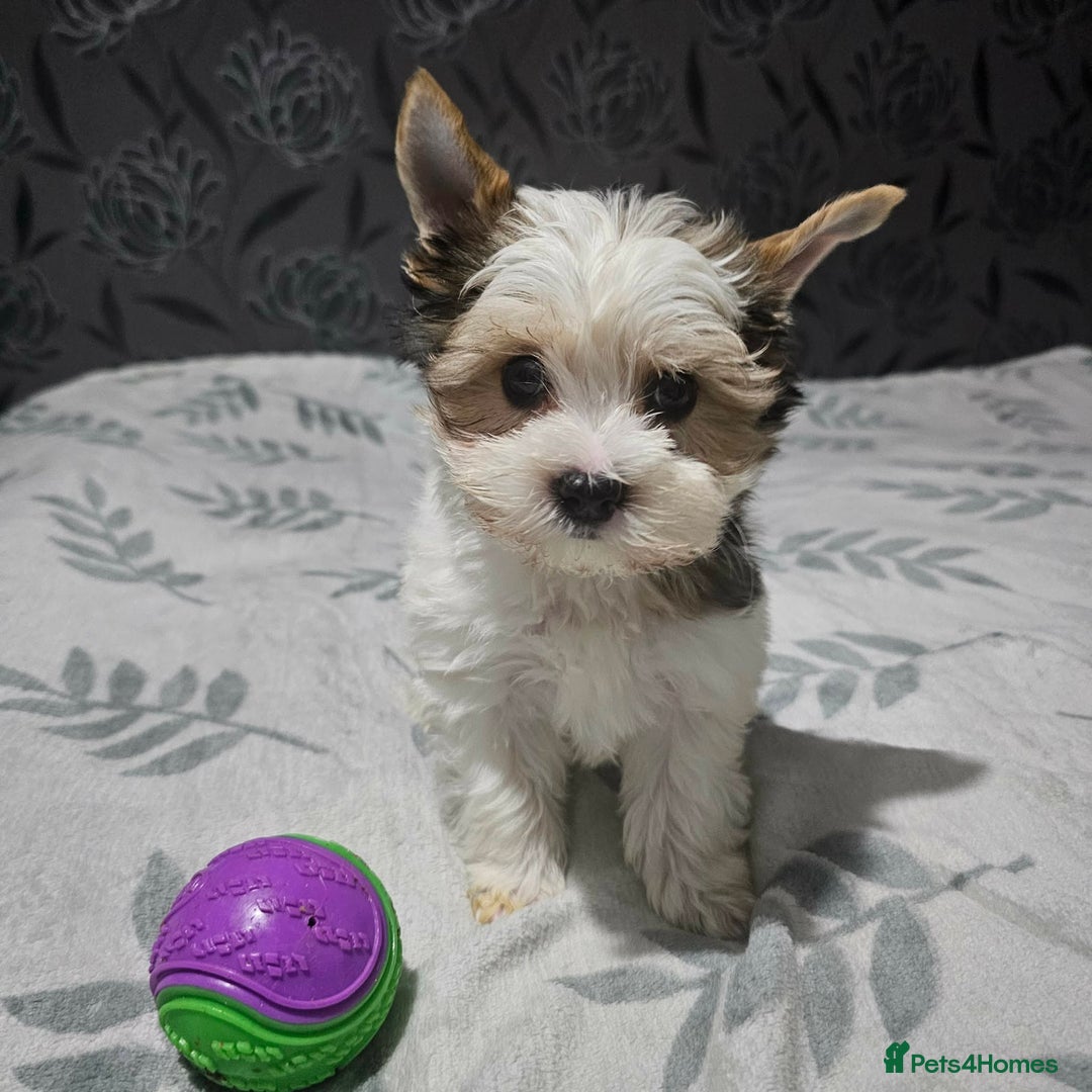 Yorkshire Terrier dogs for sale: 4 Adorable Yorkshire terrier pups  - Advert 6