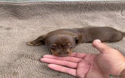 Dachshund dogs for sale: Dachshund  - Image 18