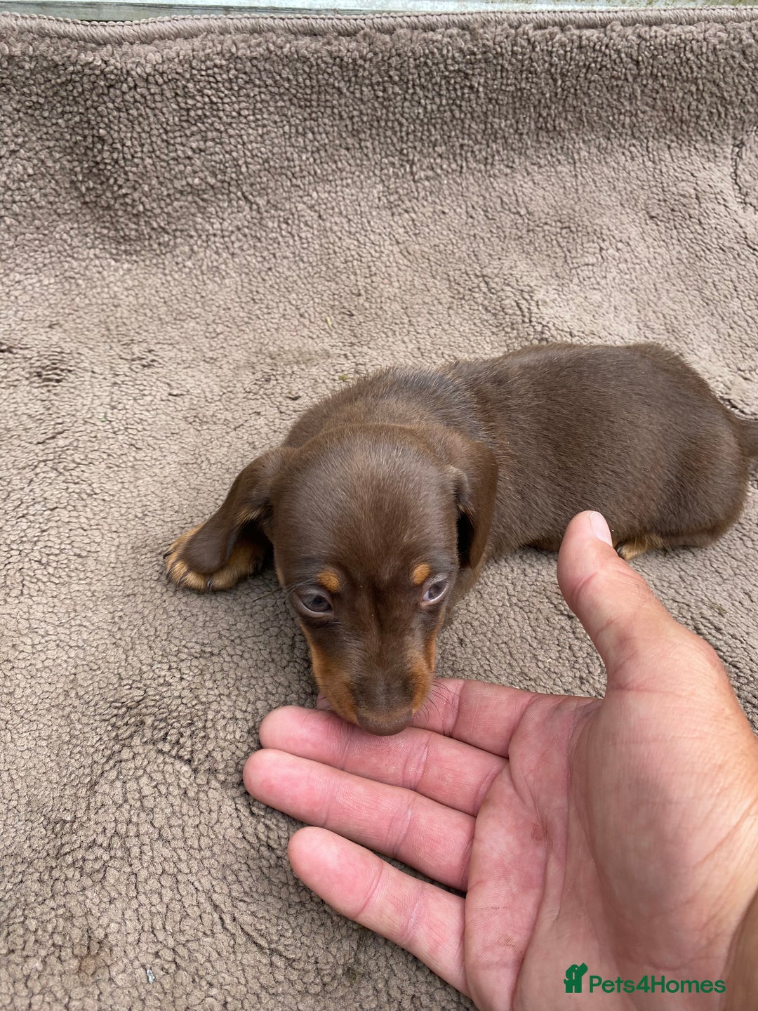 Dachshund dogs for sale: Dachshund  - Image 18