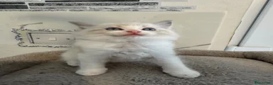Ragdoll Kitten 1