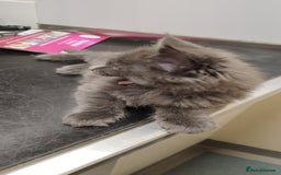 Maine Coon cats for sale: Tica pedigree MC kittens-ready for new home  - Image 24