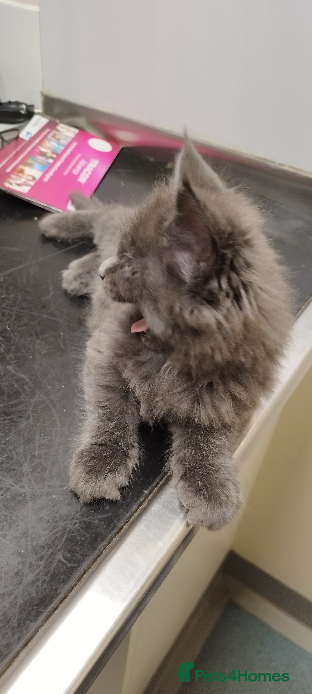 Maine Coon cats for sale: Tica pedigree MC kittens-ready for new home  - Image 24