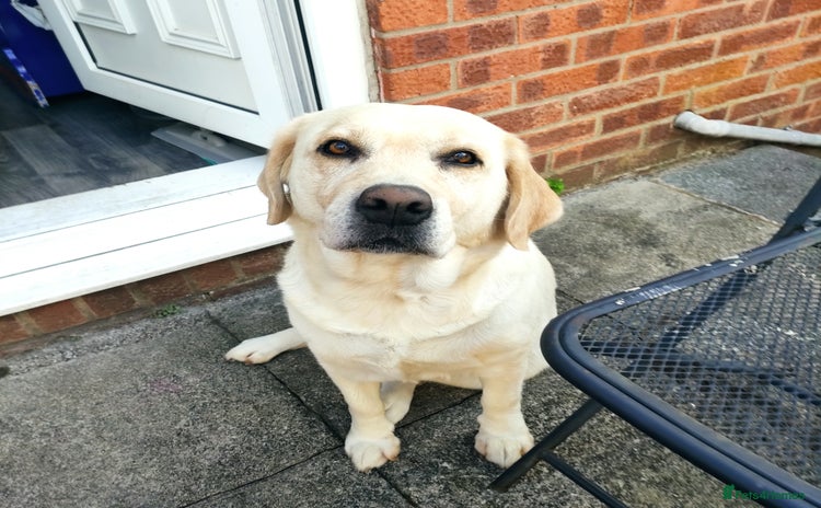 Labrador Retriever dogs - Advert 13