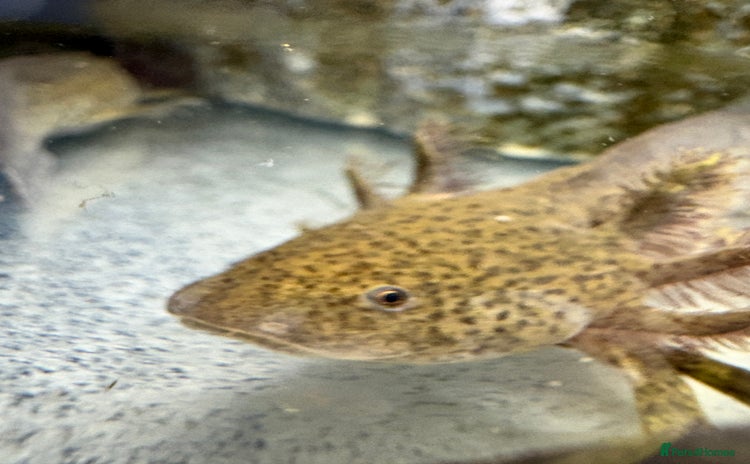 Axolotl reptiles - Advert 8