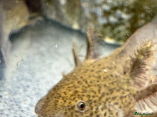 Axolotl reptiles for sale - Advert 2