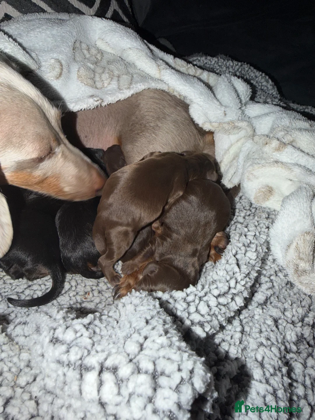 Dachshund dogs for sale: Dachshund puppies  - Advert 20
