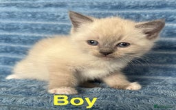 Ragdoll cats for sale: Ragdoll x persian F1b - Image 3