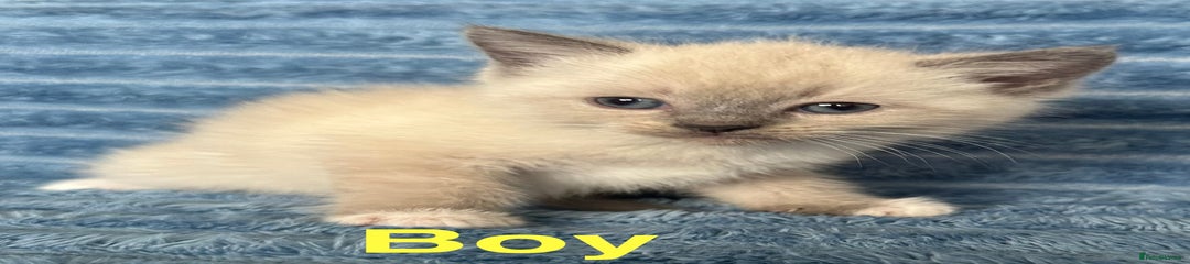 Ragdoll Kitten 1