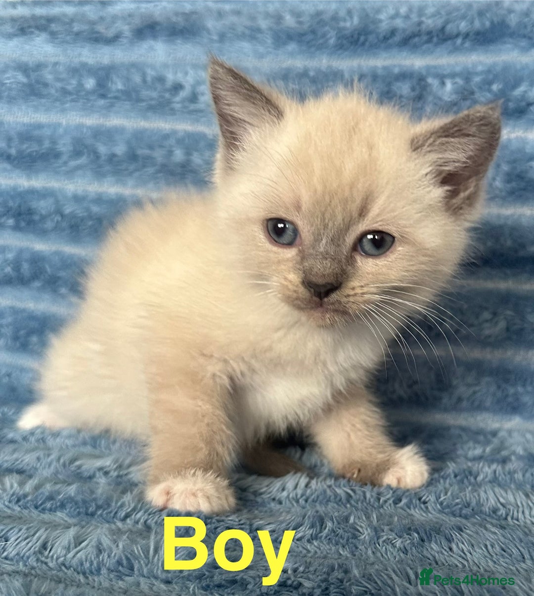 Ragdoll cats for sale: Ragdoll x persian F1b - Image 3