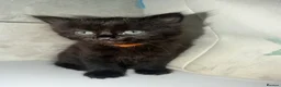 Mixed Breed cats for sale: Fluffy kittens  in Southampton - Advert 3