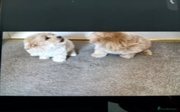 Maltipoo dogs for sale: Multiple puppies  - Image 5