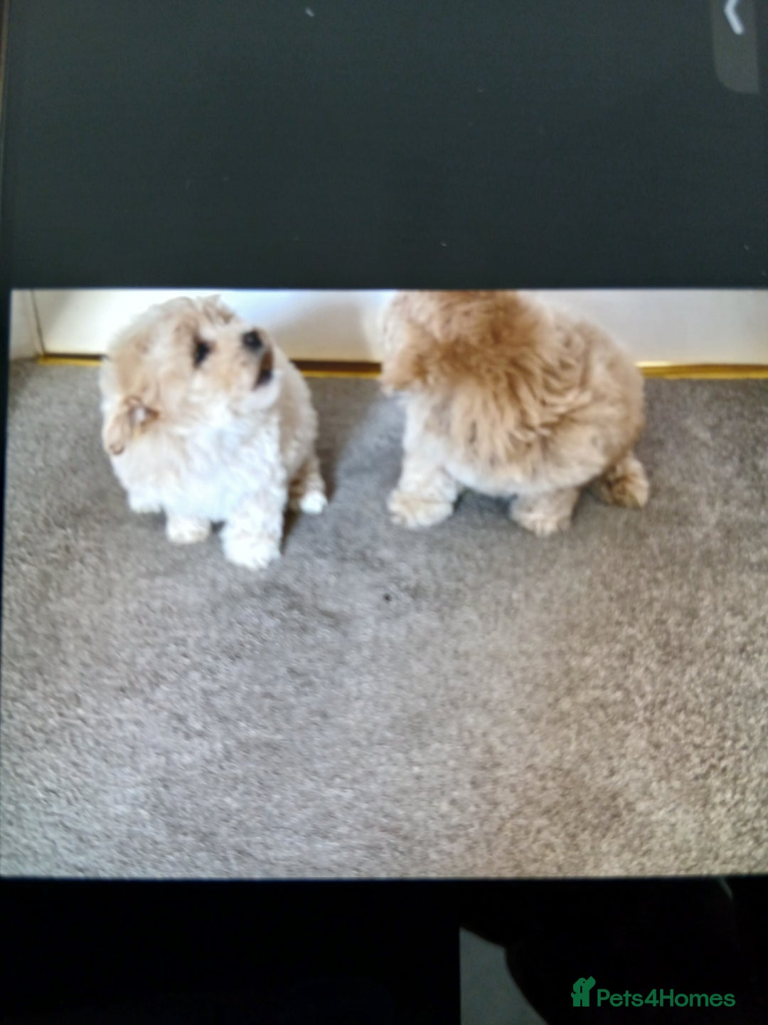 Maltipoo dogs for sale: Multiple puppies  - Image 5
