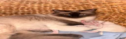 Ragdoll cats for sale: 3 beautiful ragdoll babies! - Advert 12