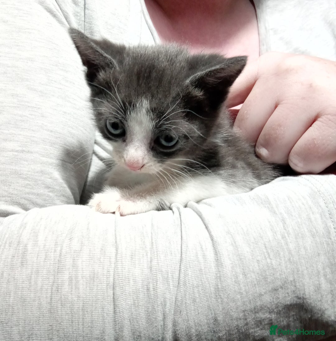 Mixed Breed cats for sale: 3 very loving girls looking for forever homes - Advert 4