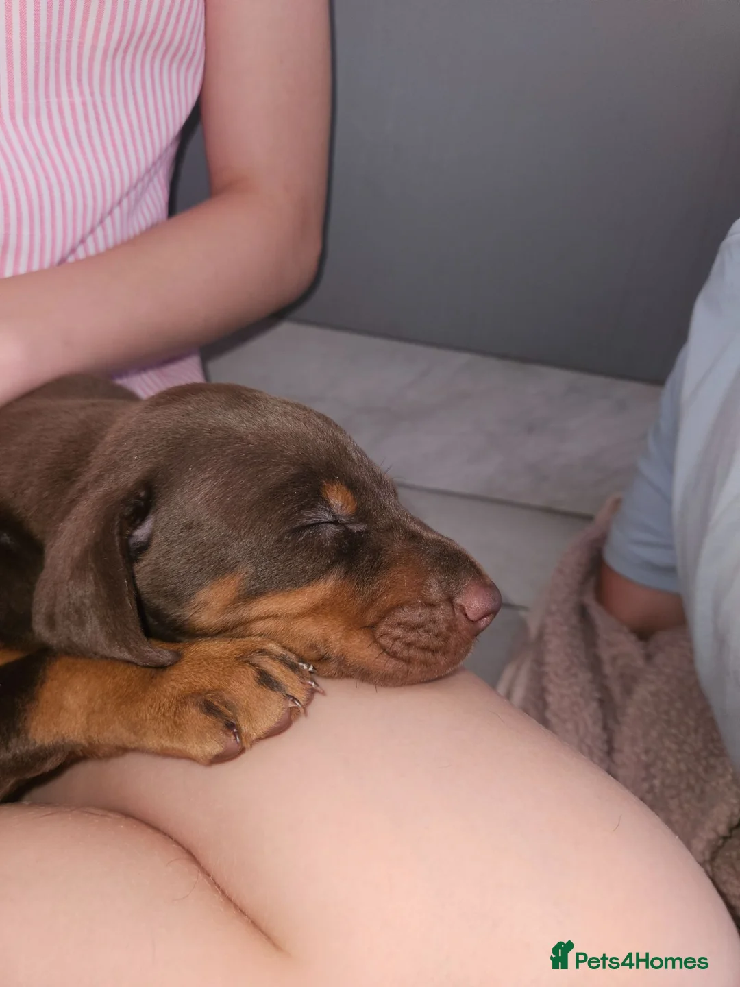 Dobermann dogs for sale: Dobermann puppies  in Maidstone - Advert 12