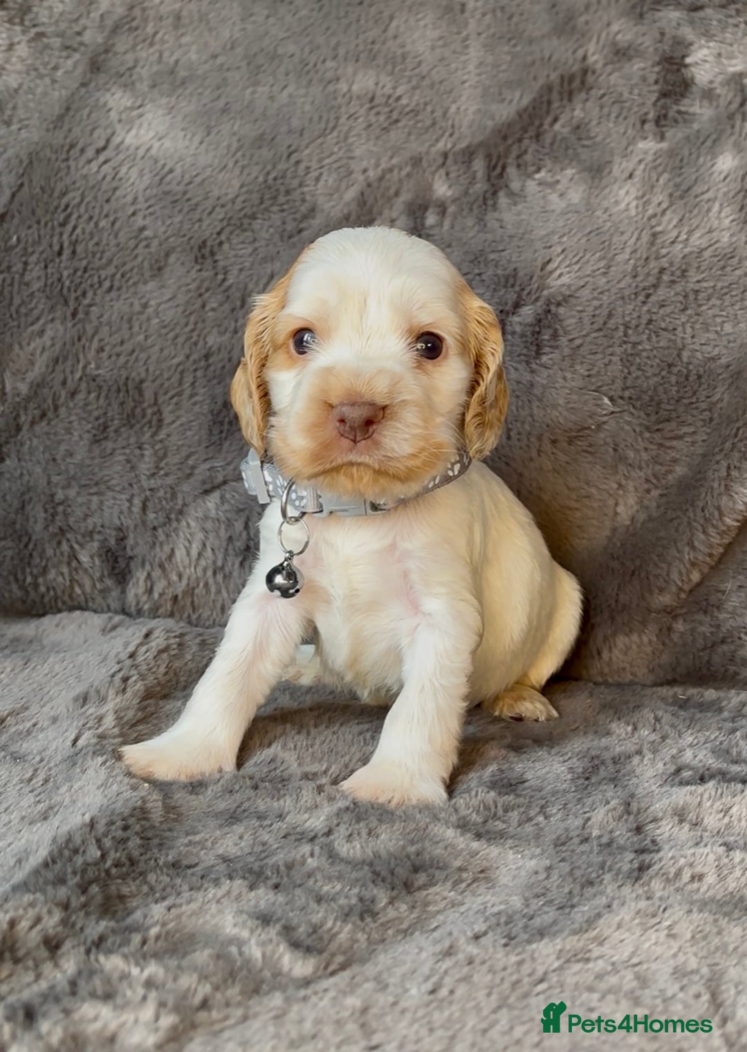 Cocker Spaniel dogs for sale: KC Show Type Cocker Spaniel Pups - Family Home  - Image 21