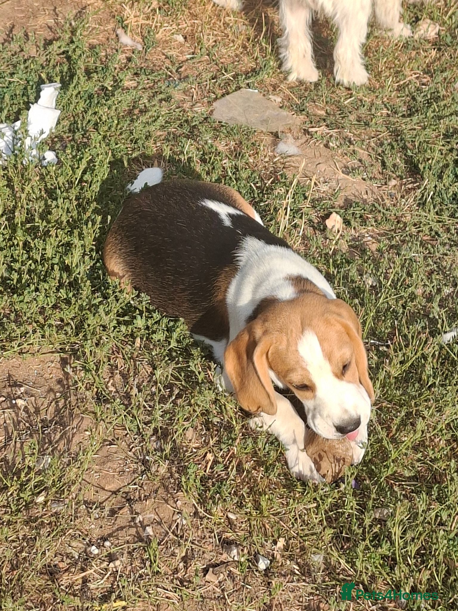 Beagle dogs KC registered Beagle Puppies - Advert 1