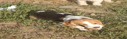 Beagle dogs for sale: KC registered Beagle Puppies - Advert 1