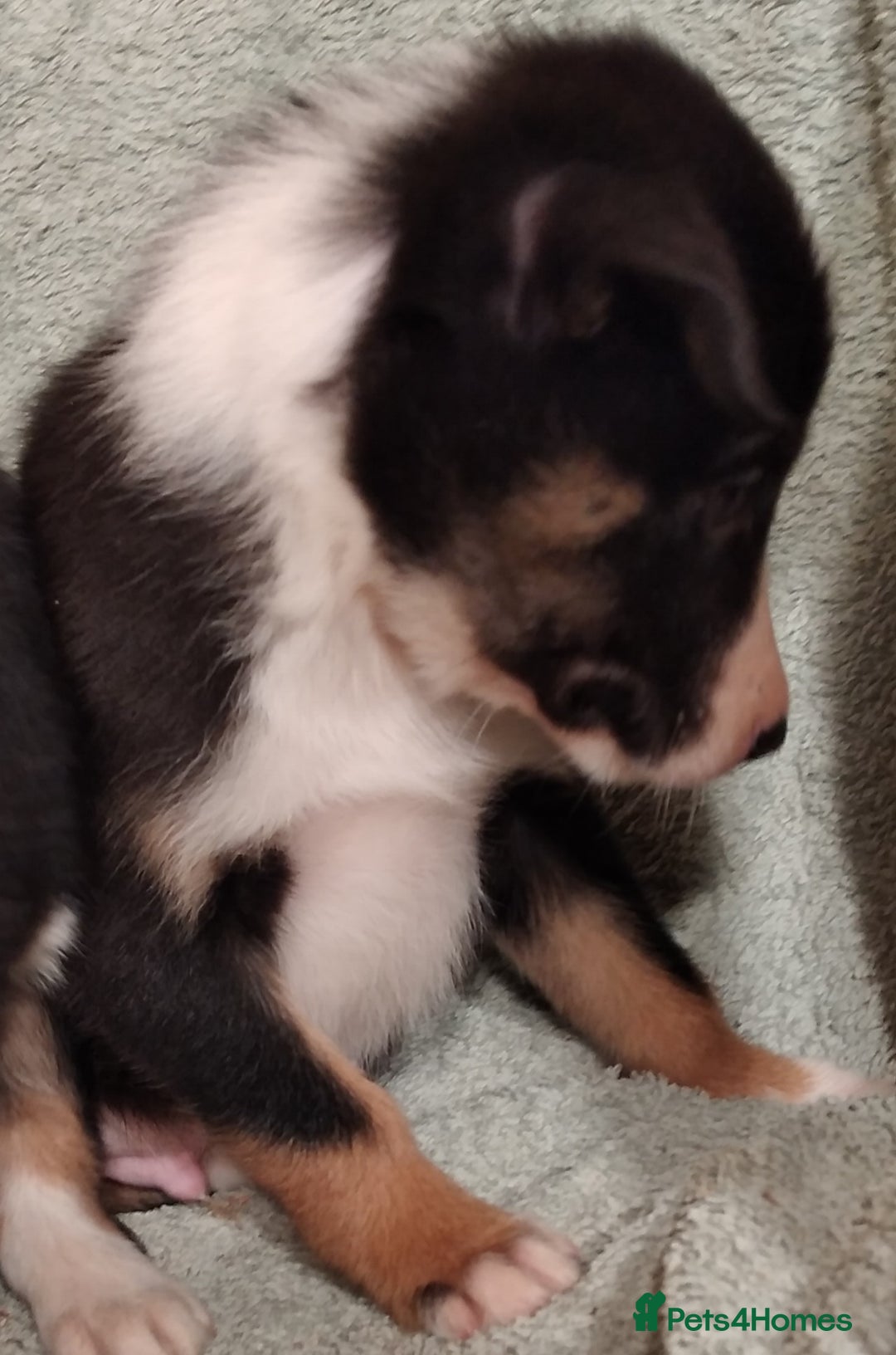 Border Collie dogs for sale: Cheekey Chaps! - Advert 6