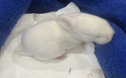 Mini Lop rabbits for sale: Gorgeous mini lop babies - Image 4