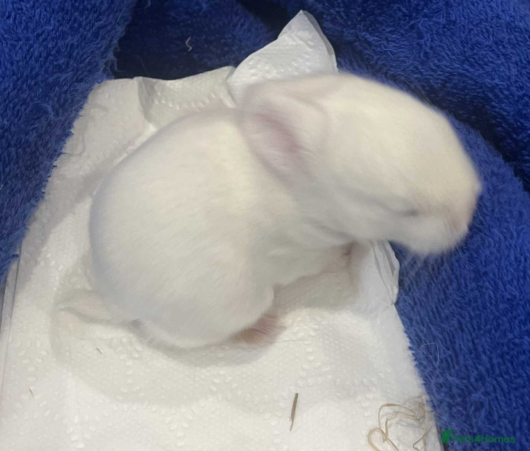 Mini Lop rabbits for sale: Gorgeous mini lop babies - Image 4