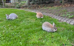 Mixed Breed rabbits for sale: Beautiful well handled baby bunnies - Image 10