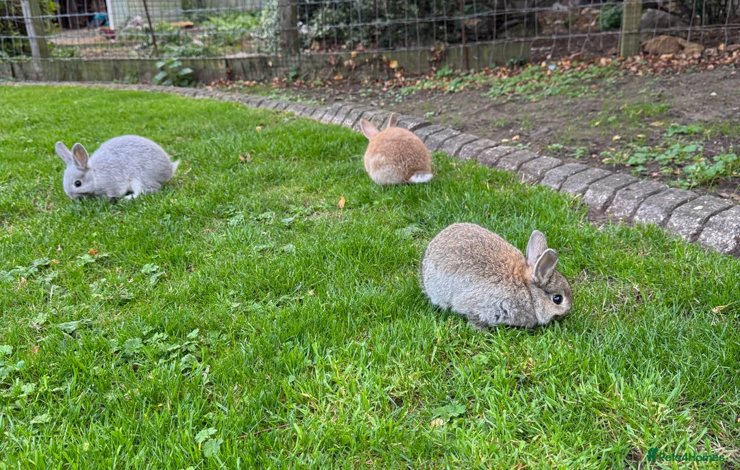Mixed Breed rabbits for sale: Beautiful well handled baby bunnies - Image 10