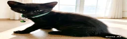British Shorthair cats for sale: STUNNING BRITISH SHORTHAIR X DOM SHORTHAIR KITTENS - Advert 9
