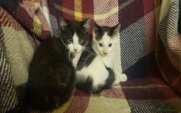 Mixed Breed cats for sale: Beautiful fluffy kittens for sale. - Image 12