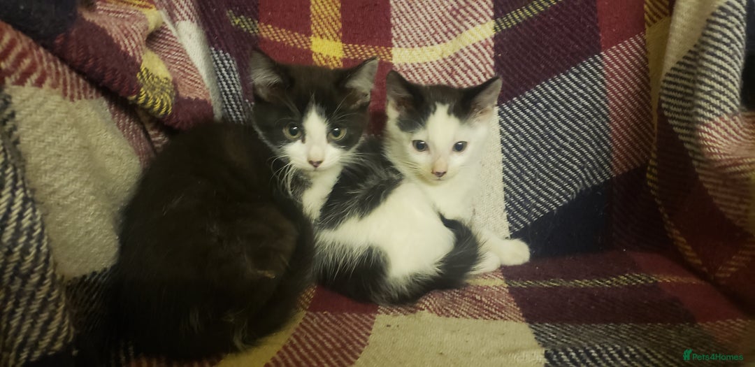 Mixed Breed cats for sale: Beautiful fluffy kittens for sale. - Image 12