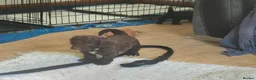 Sproodle dogs for sale: Gorgeous litter of Sproodle Pups  - Advert 3