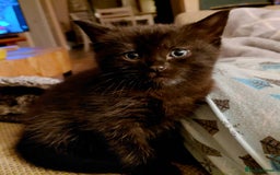 Maine Coon cats for sale: Fluffy shiny half maine coon - Image 3