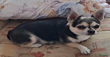 Chihuahua dogs - Advert 8