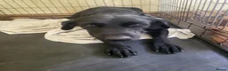 Labrador Retriever dogs for sale: A Super litter of Fox Red & Black Working Lab pups - Advert 9