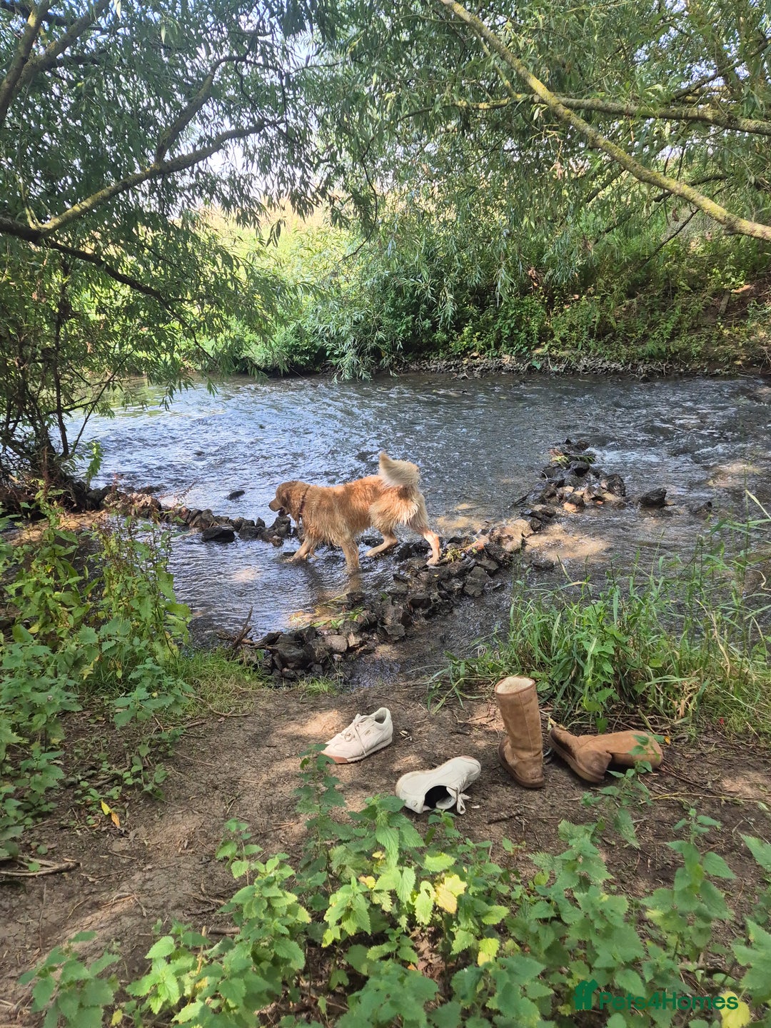 Mixed Breed dogs for sale: Male golden retriever mix  - Image 7