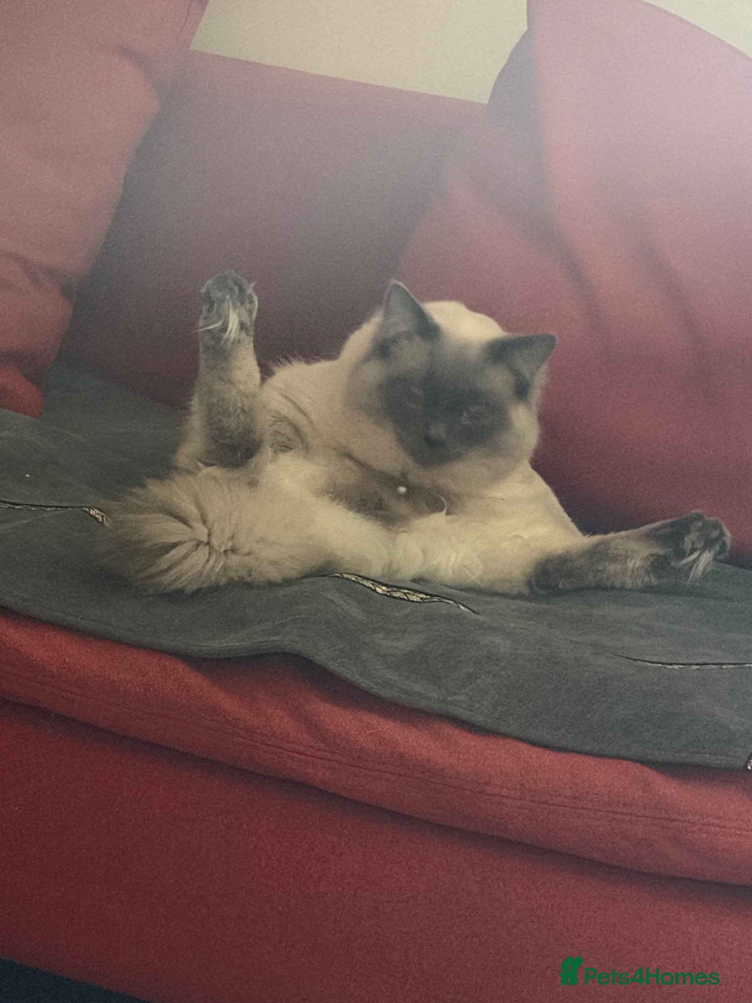 Ragdoll cats for sale: Loki  in Blackburn - Advert 2