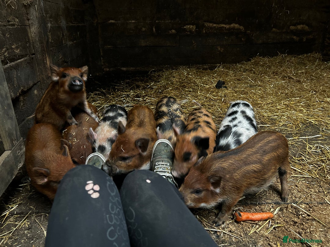 Pig livestock for sale: Mini Pigs Juliana x Pennywell Miniature  - Image 4