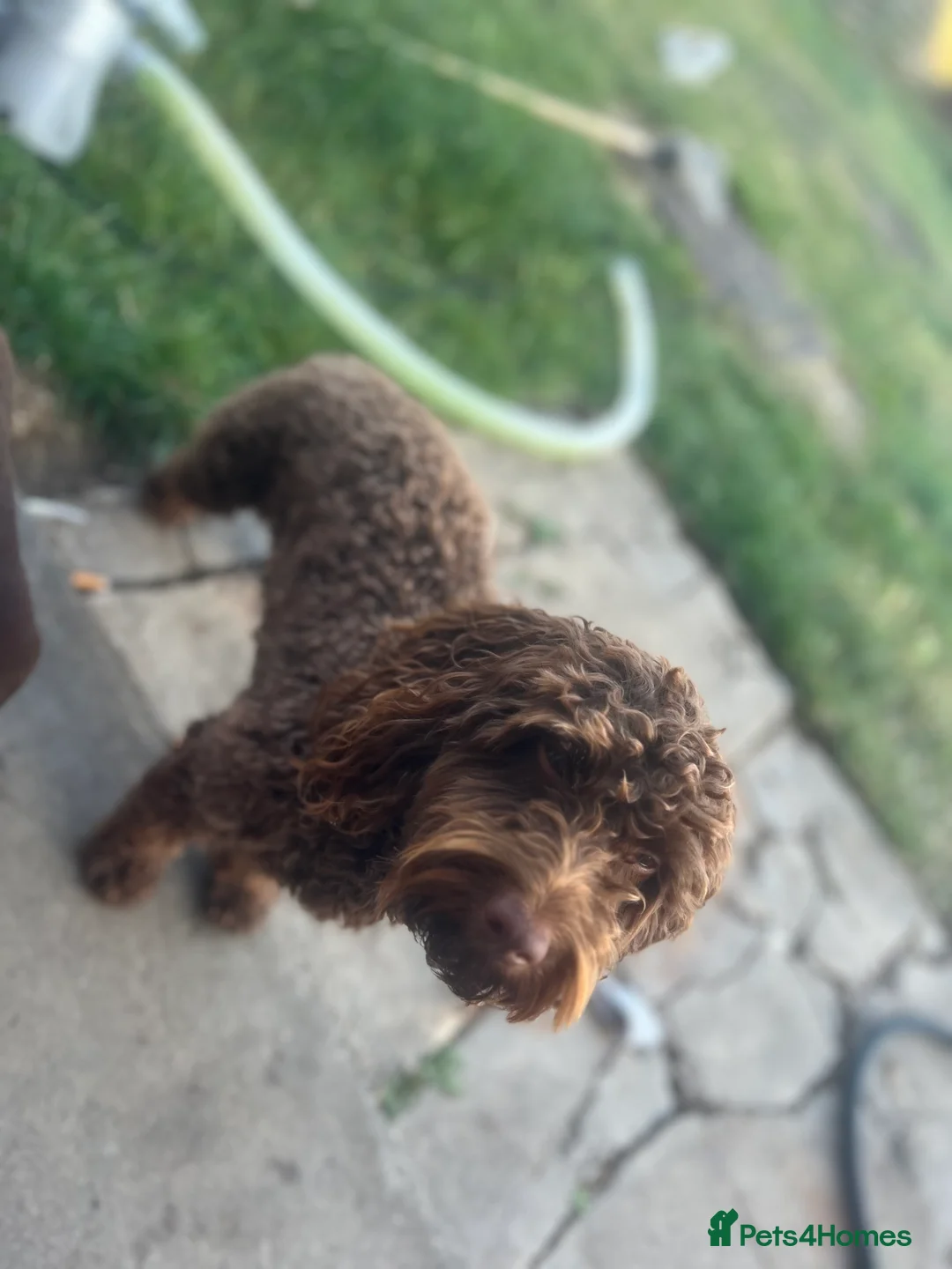 Cockapoo dogs for stud: 🍪 COOKIE. FOR STUD  - Advert 6