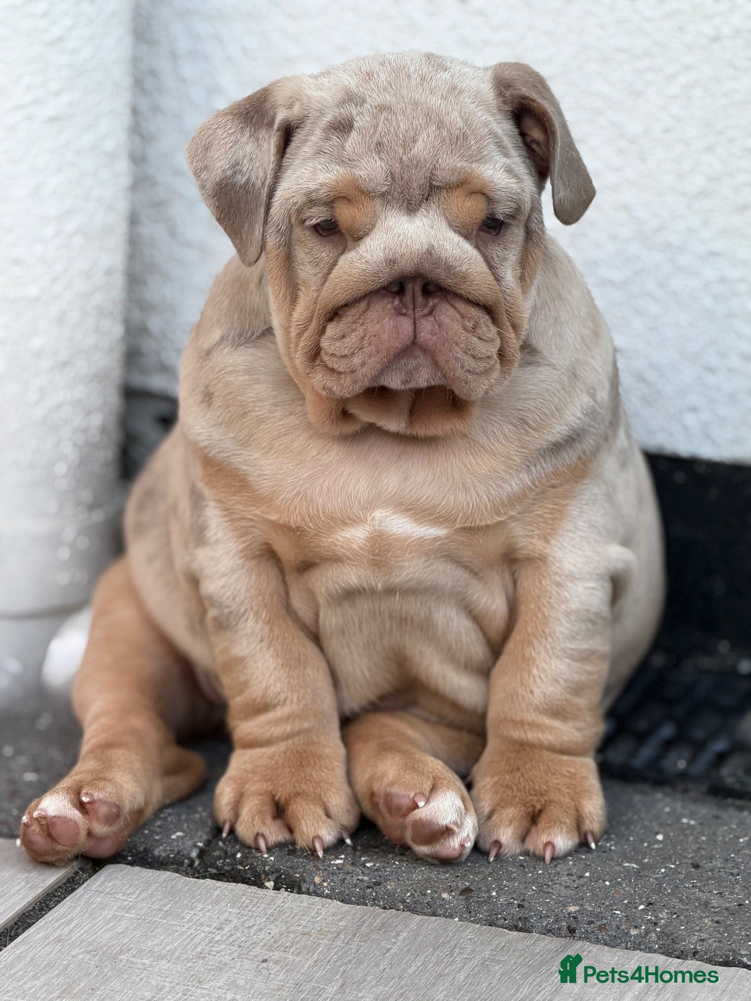 English Bulldog dogs 🔥 Epic Bullyz Major Daughter X Posher Turkish 🔥  - Advert 1