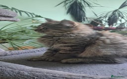 Siberian cats for sale: 6 lovely Siberian kittens  - Image 4