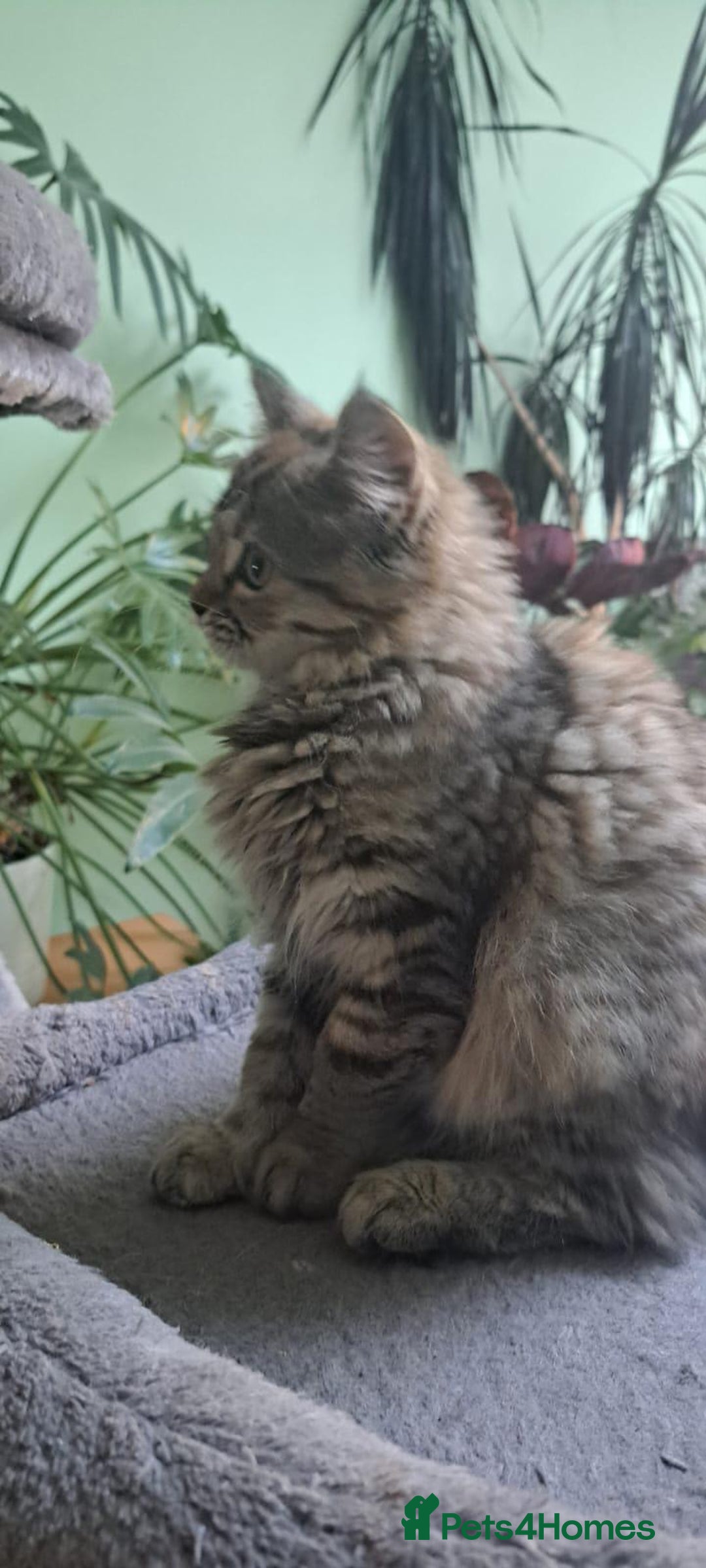 Siberian cats for sale: 6 lovely Siberian kittens  - Image 4