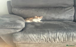 British Shorthair cats for sale: 10 week old kitten female for sale  - Image 3