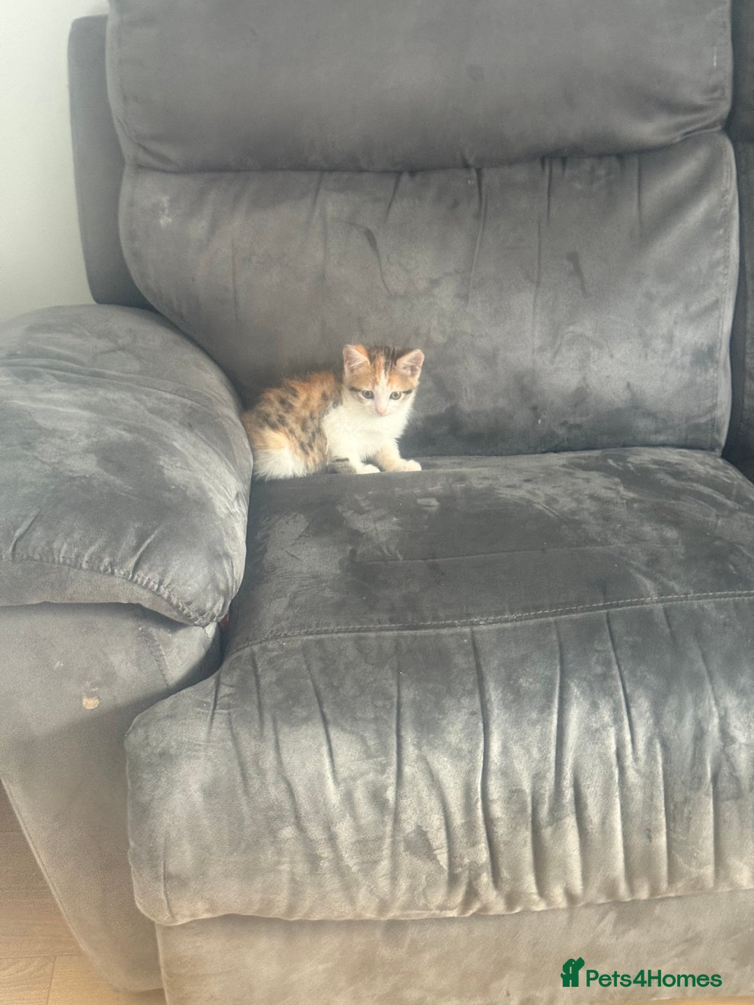 British Shorthair cats for sale: 10 week old kitten female for sale  - Image 3