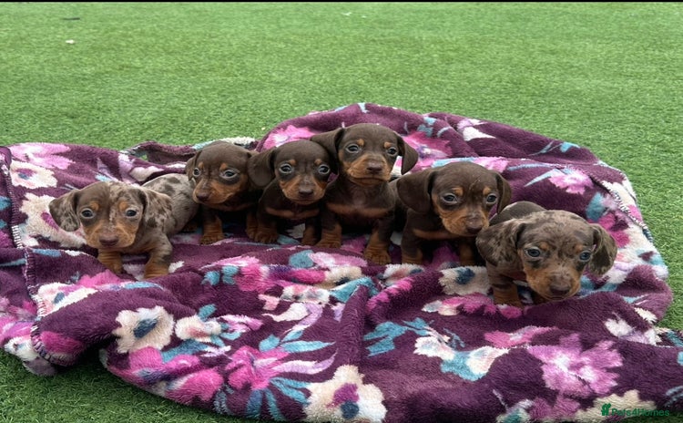 Miniature Dachshund dogs - Advert 7