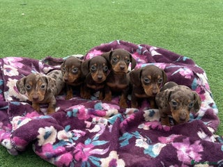 Miniature Dachshund dogs - Advert 6